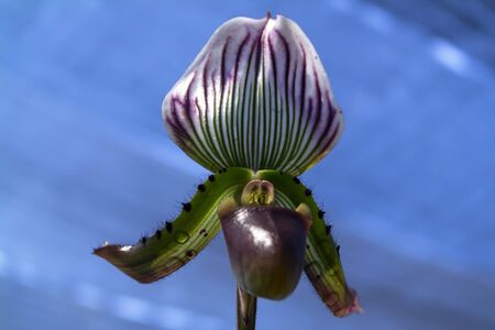 Orchid Flower on Blue Background in the Garden.の写真素材