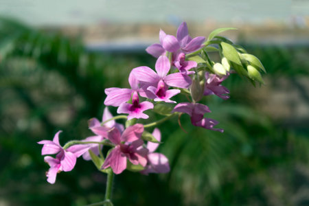 Small Pink Orchid Flowers in Garden, Pattaya.の写真素材