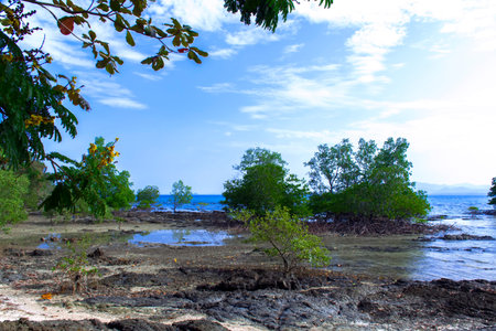 Mangrove Tree in Koh Mook Island Coast Line.