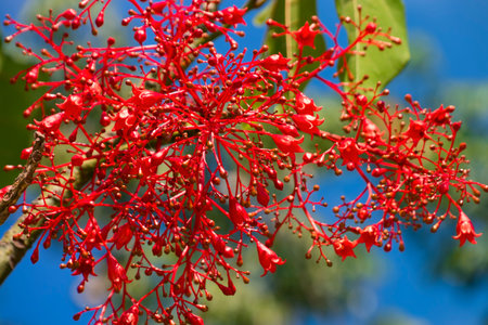 Branch of Red Flowers on Green Leaves Background. Thailandの写真素材