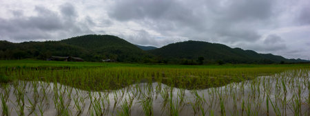 Rice Fields near San Kamphaeng City, Thailand