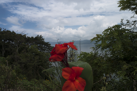 Canna or canna lily, although not a true lilyの写真素材
