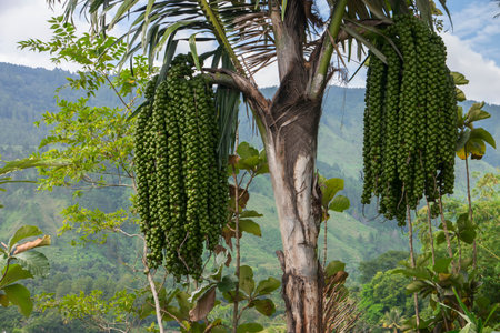 Samosir Island in Lake Toba, North Sumatra Indonesiaの写真素材