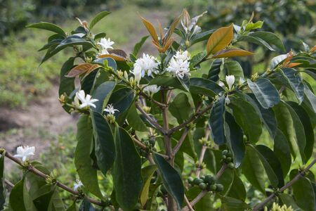 Young Coffee Tree with Flowers, Buds and Fruits on a background of Mountains.の写真素材