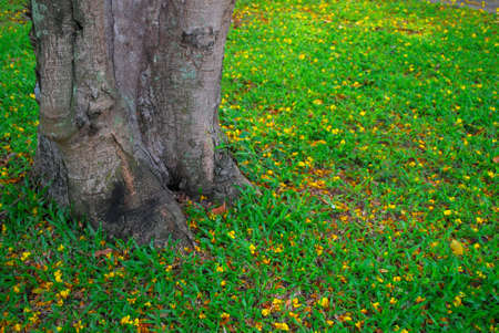 Tree trunk with yellow fallen flowersの写真素材