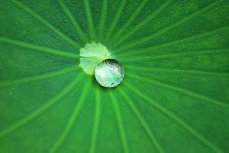Water droplets on a lotus leafの写真素材