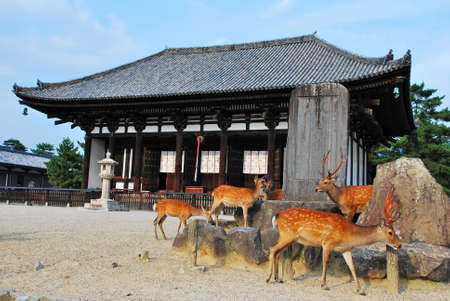 Deers gathering in front of a templeの写真素材