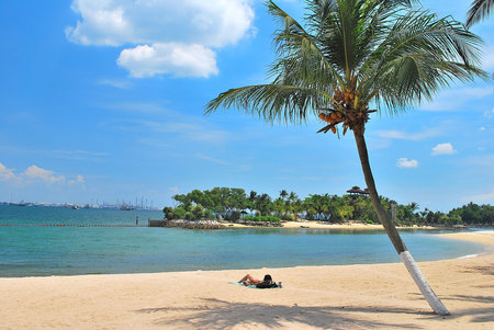Relaxing at a tropical beach with a coconut tree, symbolizing vacation and leisure, along a beautiful sandy beach overlooking the seaの写真素材