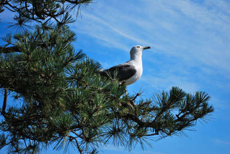 Seagull perched on a treeの写真素材