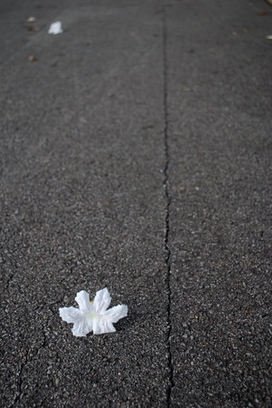 White fallen flower on roadの写真素材