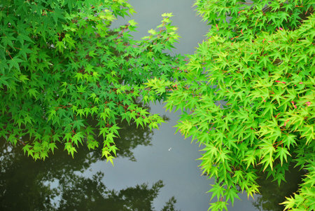 Green maple leaves above waterの写真素材