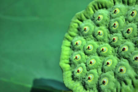 Close up view of green lotus cupの写真素材