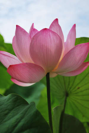 Perfect lotus flower in full bloom, a symbol of purity, religion, serenity and joy.の写真素材
