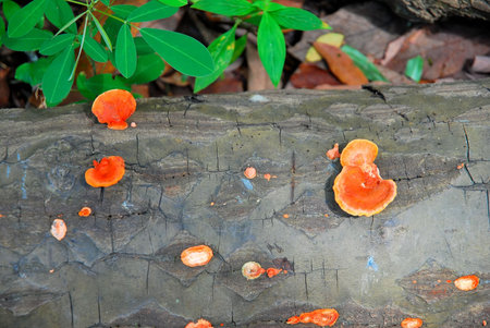 Poisonous fungus growing on tree trunk. Suitable for abstract concepts such as danger and poison, medicine and health, and other food or nature related ideas.の写真素材