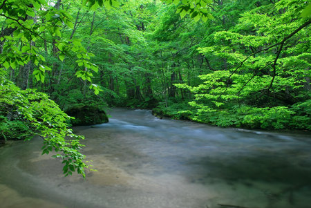 Slow flowing river among dense vegetation. Suitable for concepts such as environment and pollution, conservation of the earth, and serenity and tranquility. Taken in Japan.の写真素材