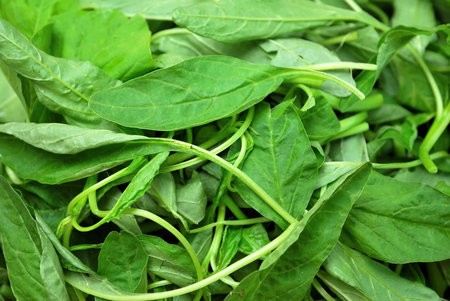 Closeup shot of freshly cut vegetables as food ingredients. Green, leafy vegetables are commonly...