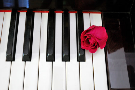 Top view of rose on piano keyboard. For love of music, creativity and love and romance concepts.の写真素材