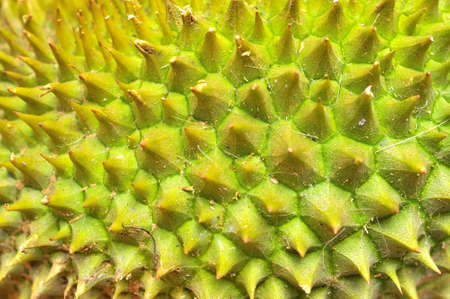 Closeup shot of durian fruit texture showing spikes. For textured backgrounds, abstract and fruit concepts.の写真素材