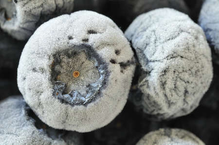 Macro shot of frozen and wrinkled blueberries covered in frost. の写真素材
