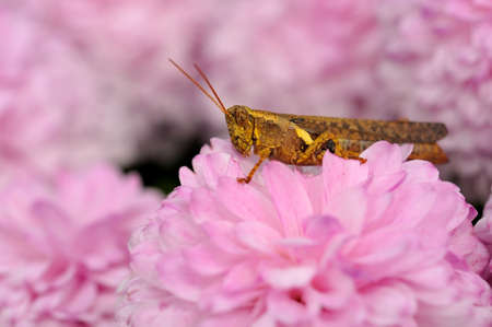 Macro shot of grasshopper feeding on pink carnation flower.の写真素材