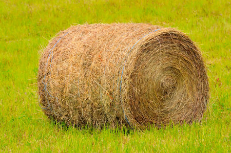 Closeup shot of big round hay bale.
