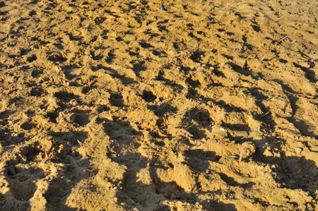 Rough, sandy texture suitable for backgrounds and abtracts.の写真素材