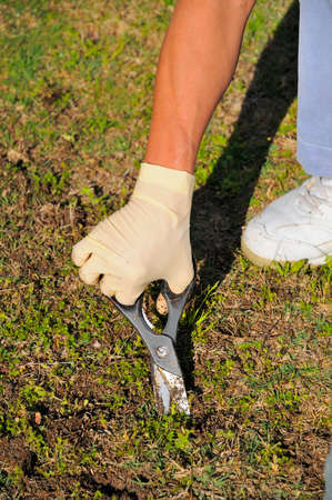 hand of male holding scissor tool and removing weeds in the garden.の写真素材