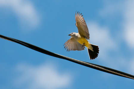 Grey crowned yellowthroat preparing to land on wire cable.の写真素材