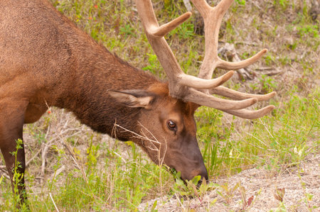 Closeup of elk feeding on small shrubs.の写真素材