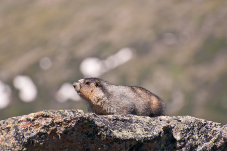 Closeup shot of wild marmot found in Canada's national parks.の写真素材