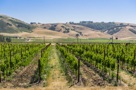 View of vineyards in Napa Valley, San Francisco.の写真素材