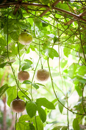 Organic passion fruit  on tree ready for harvest. Health and nutrition concepts.の写真素材