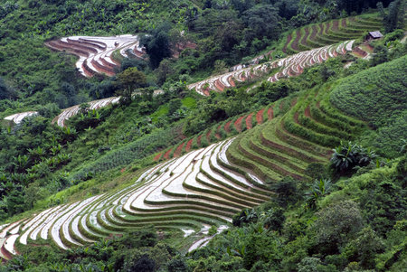 Green Terraced Rice Field