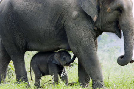 Mother elephant and her baby