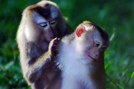Monkeys help each other getting rid of fleasの写真素材