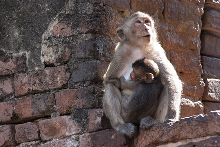 Mother monkey and her baby on the wall