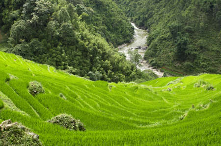 Green Terraced Rice Field in Sapa, Vietnamの写真素材