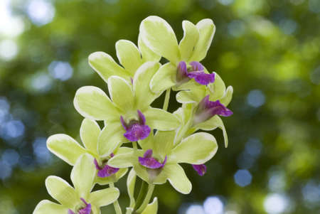 Green orchid in natural environmentの写真素材