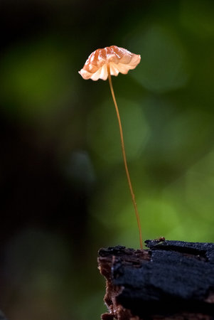 A single red mushroom growing out of the timber