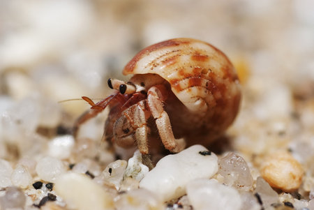 Hermit crab crawling on the beach gravels