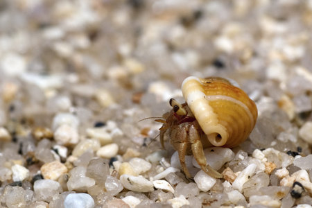 Hermit crab crawling on the beach gravelsの写真素材