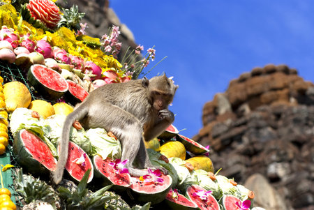 Monkeys are feeding themselves in the annual feast held for monkeys in Lopburi, Thailand. Fruits and vegetables are offered to monkeys during the annual festival to help promote tourism in the area.の写真素材