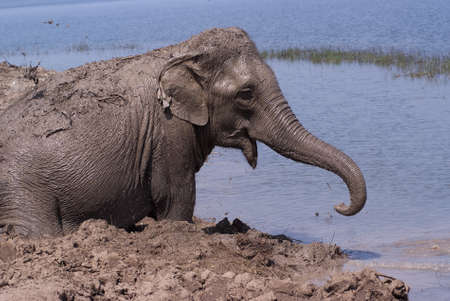 An elephant enjoys itself in the mudの写真素材