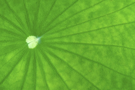 Close up of lotus leaf showing lines and textures