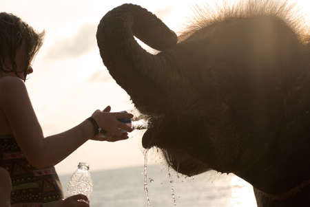 PHANG-NGA, THAILAND - JULY 04: Unidentified girl gives water to a baby elephant on July 04, 2012 at Khao Lak, Phang-nga, Thailand. Phang-nga is one of the most famous beaches of Thailand のeditorial素材