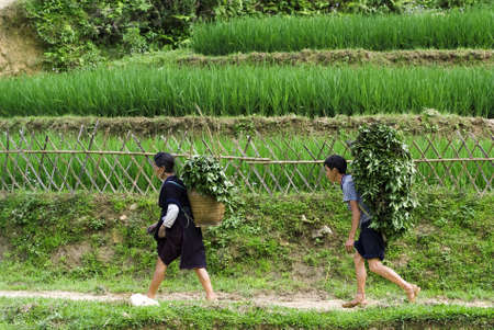 SAPA, VIETNAM - JULY 6: hilltribe couples carry their own sack containing vegetable on July 6, 2009. Sapa is a frontier town where many ethnic minority groups live.のeditorial素材