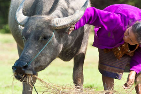 CHAMPASAK, LAOS - AUG 12  Local tends a buffalo in the field on Aug 12, 2012 in Champasak, Laos  Laotians use baffalo in their rice plantationのeditorial素材