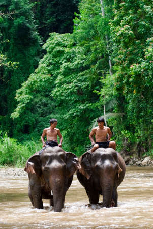 KANCHANABURI, THAILAND - AUGUST 29: two villagers ride elephants on August 29, 2009 in Sangklaburi, Kanchanaburi, Thailand. Sangklaburi is famous for verdant jungles and charm of its rural villages. のeditorial素材