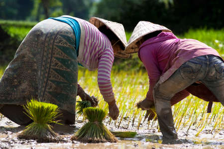 Farmers on the field in Laosの写真素材