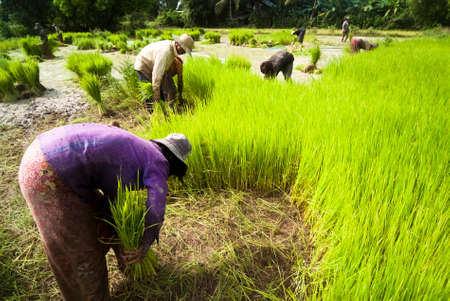 The traditional hand method of cultivating rice is practiced in Cambodiaのeditorial素材